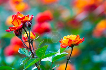 Téléchargez les photos : Roses rouges et jaunes dans le champ - en image libre de droit