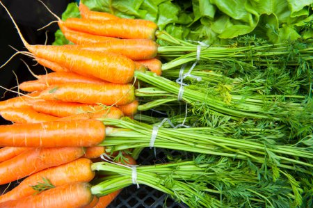Téléchargez les photos : Ensemble de carottes de jardin de cuisine fraîche - en image libre de droit