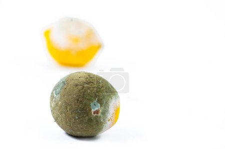 Téléchargez les photos : Citrons pourris sur fond blanc - en image libre de droit