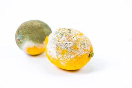 Téléchargez les photos : Citrons pourris sur fond blanc - en image libre de droit