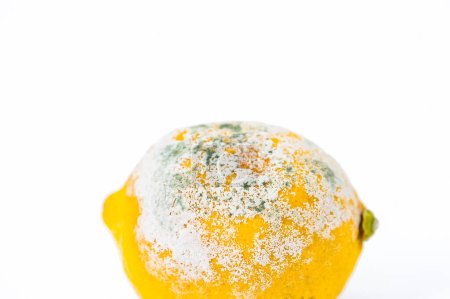 Téléchargez les photos : Citron pourri sur fond blanc - en image libre de droit
