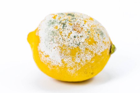 Téléchargez les photos : Citron pourri sur fond blanc - en image libre de droit