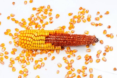 Photo for Mature corn on a white background - Royalty Free Image