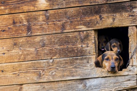 Photo for Hunting dogs in a wooden house - Royalty Free Image