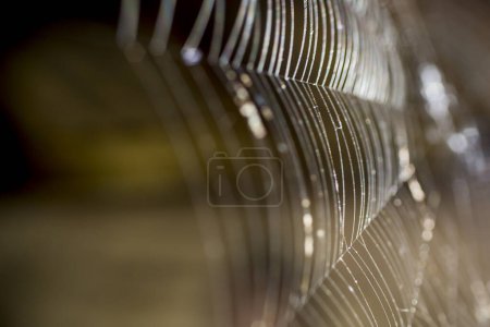 Photo for Spider's web blurred close up - Royalty Free Image