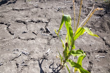 Foto de Girasoles secos. Girasoles, tierra seca de una tierra estéril - Imagen libre de derechos