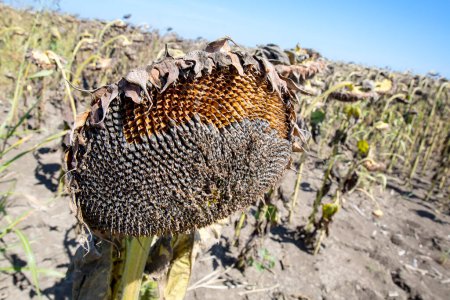 Foto de Girasoles secos. Girasoles, tierra seca de una tierra estéril - Imagen libre de derechos