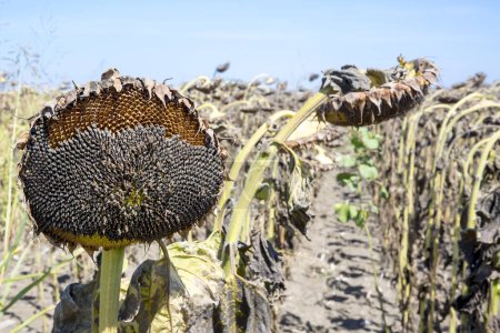 Photo for Dried sunflowers. Sunflowers, dry soil of a barren land - Royalty Free Image