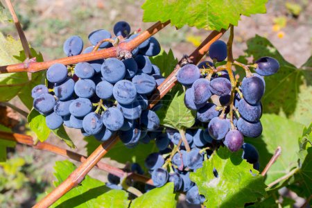 Téléchargez les photos : Bouquet unique de raisins sur vigne - en image libre de droit