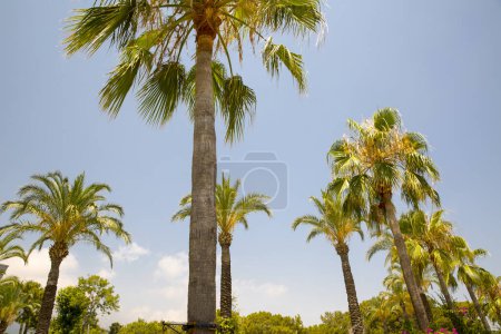 Téléchargez les photos : Beaux palmiers sur fond de ciel - en image libre de droit