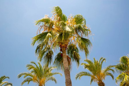 Foto de Hermosas palmeras en el fondo del cielo - Imagen libre de derechos