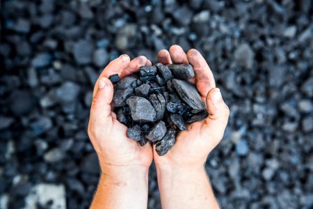 Photo for Coal in human hands - Royalty Free Image