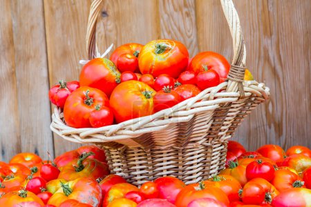 Téléchargez les photos : Tomates fraîches dans un panier en osier - en image libre de droit