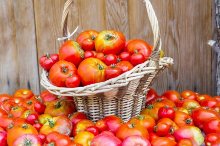 Foto de Tomates frescos en canasta de mimbre - Imagen libre de derechos