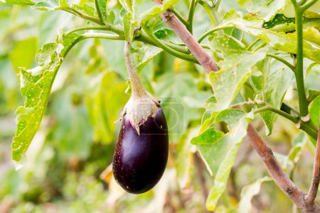 Photo for Growing the Organic eggplants (aubergine, or Solanum melongena). Fruit in the vegetable garden. Close-up. - Royalty Free Image
