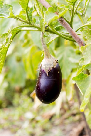 Téléchargez les photos : Cultiver les aubergines biologiques (aubergine, ou Solanum melongena). Fruits dans le potager. Gros plan. - en image libre de droit