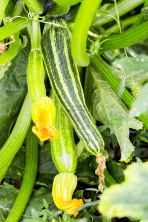 Photo for Zucchini leaves and flowers, Selective focus - Royalty Free Image
