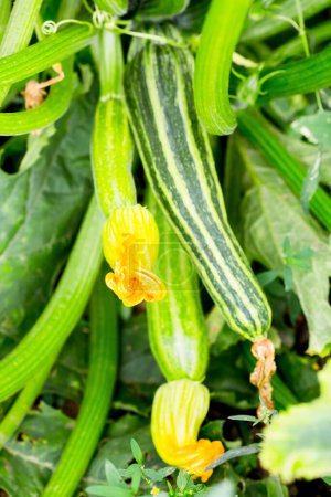 Photo for Zucchini leaves and flowers, Selective focus - Royalty Free Image