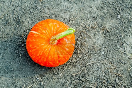 Photo for Fresh organic pumpkin on ground - Royalty Free Image