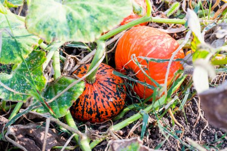 Photo for Orange organic pumpkins on field, Selective focus - Royalty Free Image