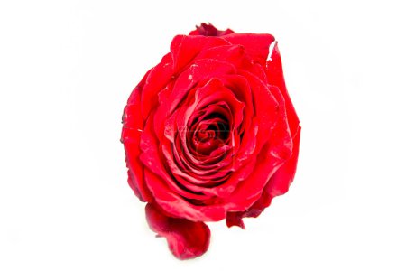 Téléchargez les photos : Rose rouge sur fond blanc - en image libre de droit
