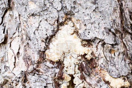 Photo for Tree bark texture close up - Royalty Free Image