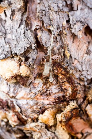 Téléchargez les photos : Texture écorce d'arbre gros plan - en image libre de droit