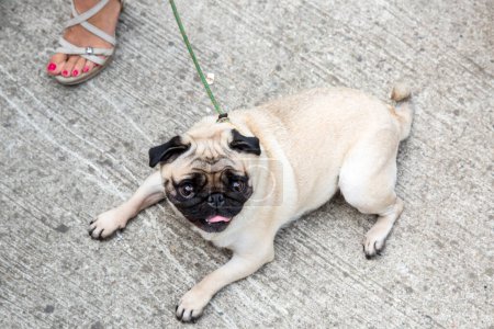 Photo for Lovely happy white fat cute pug dog laying on concrete garage floor - Royalty Free Image