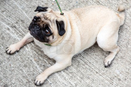 Téléchargez les photos : Beau chien chiot mignon heureux gras blanc posé sur le sol du garage en béton - en image libre de droit