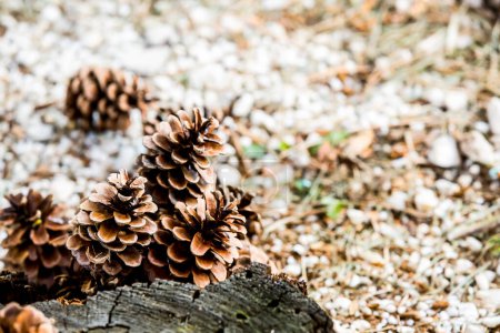 Téléchargez les photos : Groupe de cône de pin pourri tomber du pin, cône de pin est symbole de la saison de Noël et est également ornement de Noël, couvre-sol avec des aiguilles de pin - en image libre de droit