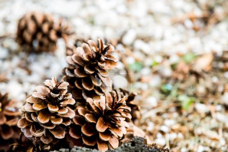 Téléchargez les photos : Groupe de cône de pin pourri tomber du pin, cône de pin est symbole de la saison de Noël et est également ornement de Noël, couvre-sol avec des aiguilles de pin - en image libre de droit