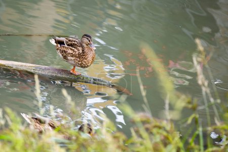 Téléchargez les photos : Canard femelle sur le tronc dans l'eau - en image libre de droit