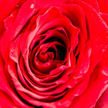 Téléchargez les photos : Rose rouge fleur gros plan - en image libre de droit