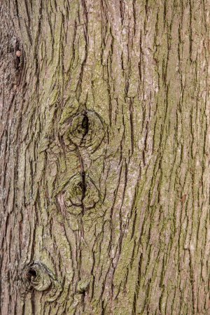 Photo for Tree bark texture background - Royalty Free Image