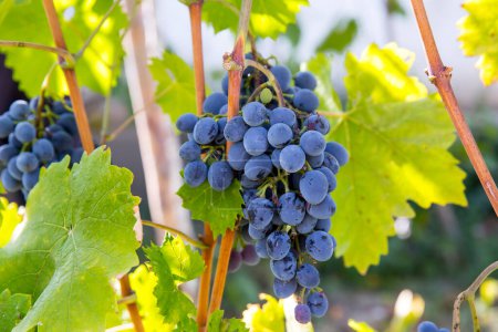 Photo for Single bunch of grapes on vine - Royalty Free Image