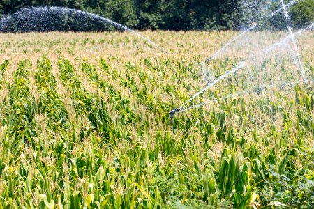 Téléchargez les photos : Arroser le champ de maïs pendant la sécheresse estivale - en image libre de droit