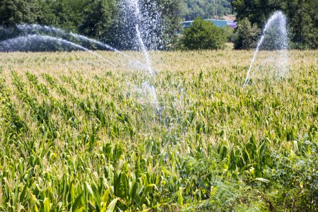 Foto de Riego del campo de maíz durante la sequía de verano - Imagen libre de derechos