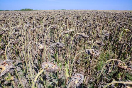 Foto de Girasoles secos. Girasol, tierra seca de una tierra estéril - Imagen libre de derechos