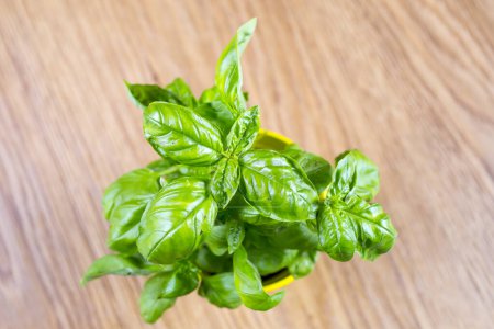 Photo for Fresh basil leaves on a wooden background - Royalty Free Image