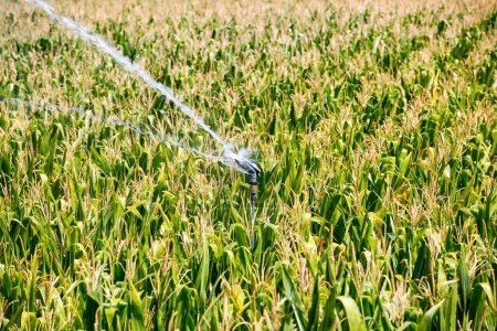 Photo for Watering the corn field during summer drought - Royalty Free Image
