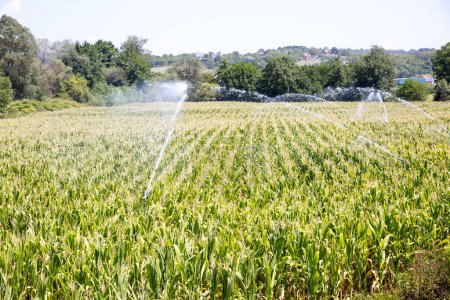 Téléchargez les photos : Arroser le champ de maïs pendant la sécheresse estivale - en image libre de droit