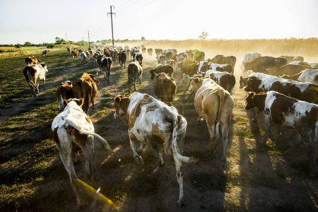 Foto de Una manada de vacas en el prado soleado - Imagen libre de derechos