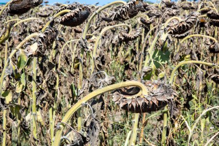 Photo for Dried sunflowers. Sunflower, dry soil of a barren land - Royalty Free Image