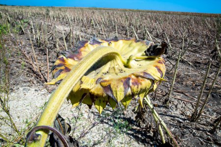 Foto de Girasoles secos. Girasol, tierra seca de una tierra estéril - Imagen libre de derechos