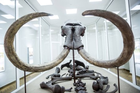 Foto de Grandes huesos de mamut en el museo - Imagen libre de derechos