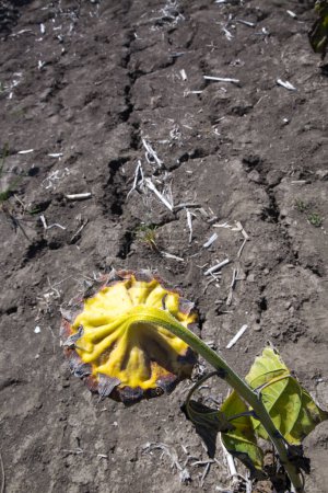 Foto de Girasol seco. Girasol, tierra seca de una tierra estéril - Imagen libre de derechos