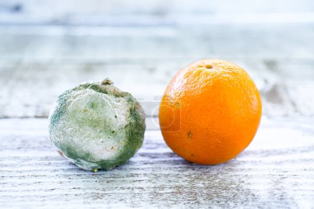Téléchargez les photos : Oranges pourries et fraîches - en image libre de droit