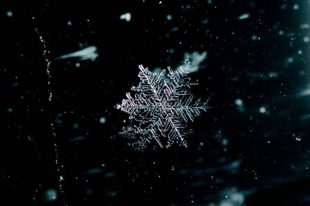 Téléchargez les photos : Flocon de neige macro photo sur fond noir. Macro photo de cristal de neige réel - en image libre de droit