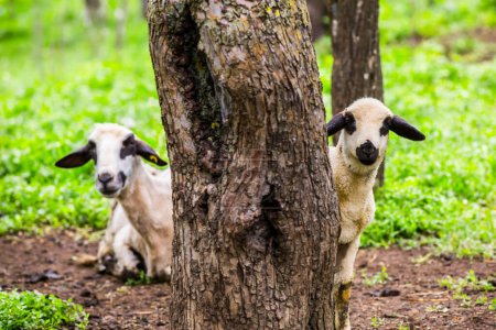 Téléchargez les photos : Moutons sur une prairie verdoyante à la campagne - en image libre de droit