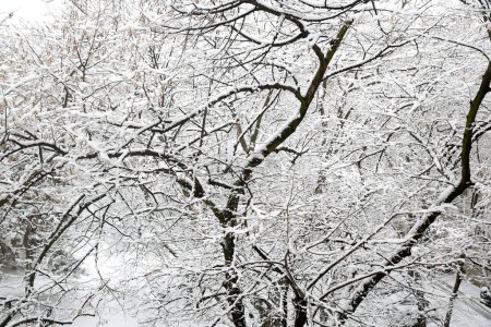 Foto de Árboles con nieve en el parque de invierno - Imagen libre de derechos